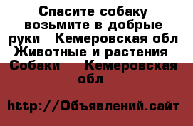 Спасите собаку возьмите в добрые руки - Кемеровская обл. Животные и растения » Собаки   . Кемеровская обл.